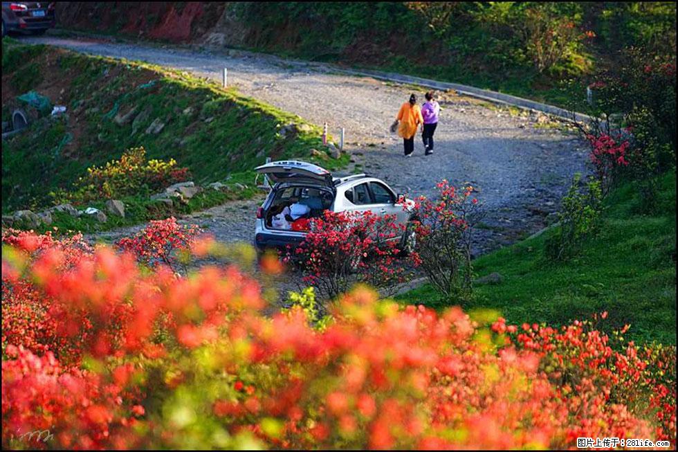 【春天，广西桂林灌阳县向您发出邀请！】春木界上映山红 - 游山玩水 - 山南生活社区 - 山南28生活网 sn.28life.com