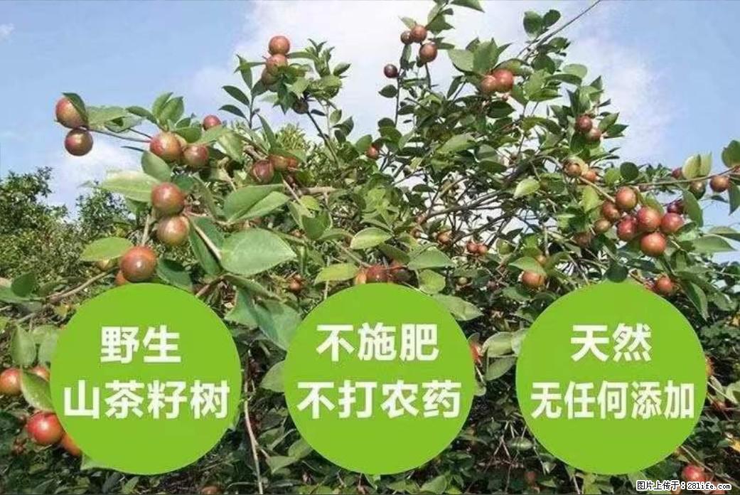 【灌阳县油茶产业示范区】一个有着充实的精神生活的人,对待身外之物自会有一种淡泊的态度 - 土特产 - 饮食特产 - 山南分类信息 - 山南28生活网 sn.28life.com