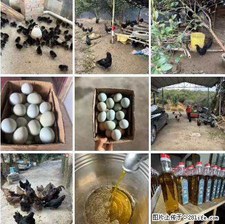 油茶园从小鸡仔开始养起的纯土鸡、土鸡蛋可以预定啦!还有前几天刚榨的纯山茶油哦 - 土特产 - 饮食特产 - 山南分类信息 - 山南28生活网 sn.28life.com