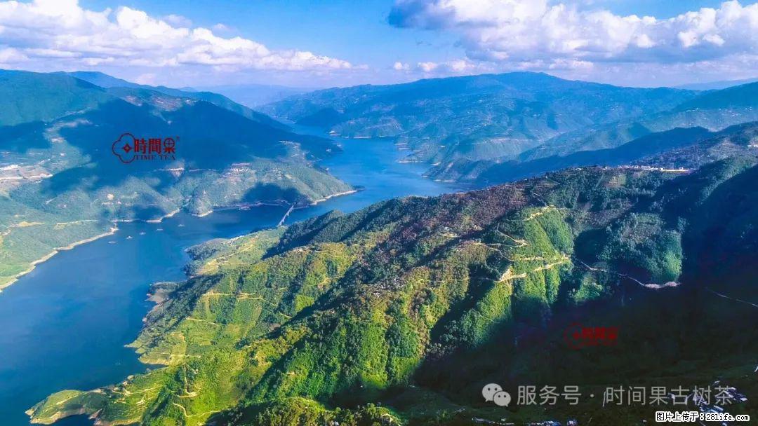 时间果百年古树龙珠普洱生茶 - 购物交流 - 山南生活社区 - 山南28生活网 sn.28life.com