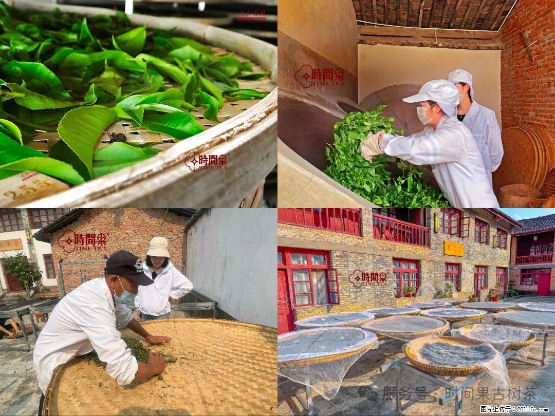 时间果百年古树龙珠普洱生茶 - 购物交流 - 山南生活社区 - 山南28生活网 sn.28life.com