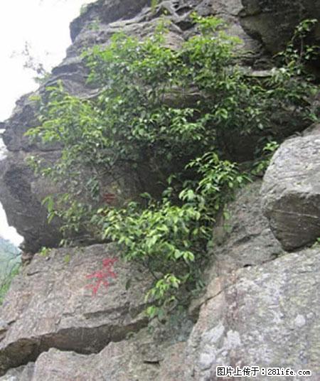 平乐石崖茶,珍贵仅次于金花茶 - 山南生活资讯 - 山南28生活网 sn.28life.com