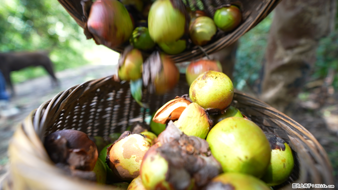 揭秘茶油的5大核心营养成分！被称为人体健康的“守护盾”！ - 山南生活资讯 - 山南28生活网 sn.28life.com