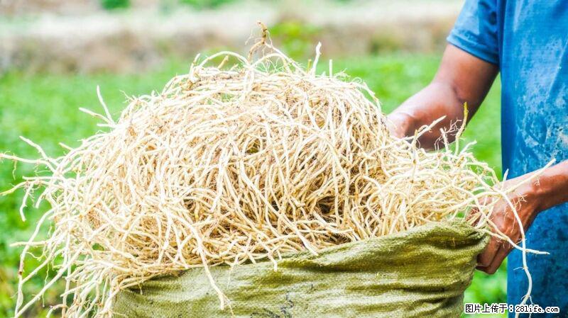 堪称“最难吃”的蔬菜,却是 “抗辐射神器”,还能护肺、清热、止咳化痰! - 山南生活资讯 - 山南28生活网 sn.28life.com