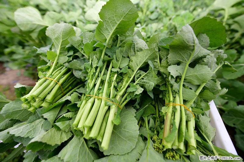这些蔬菜是“天然钙片”，这6种被医生重点推荐 - 山南生活资讯 - 山南28生活网 sn.28life.com